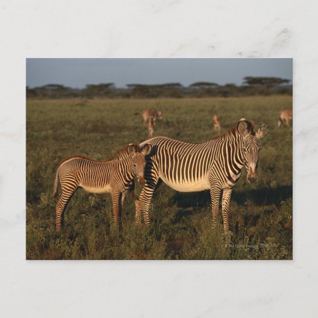 Zebra Vykort (Framsida)