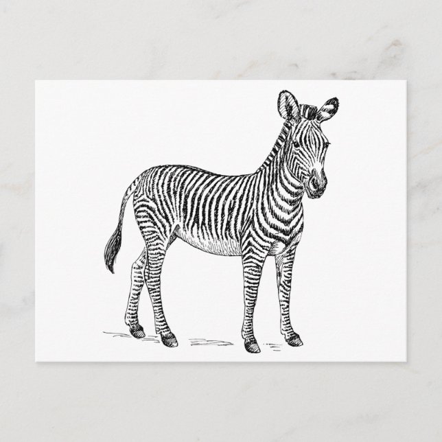 Zebra Vykort (Framsida)