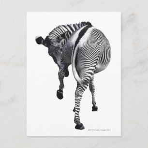 zebra vykort