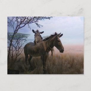 Zebra Vykort