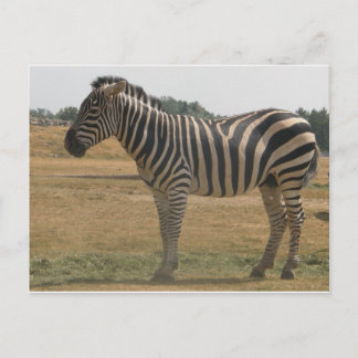 zebra vykort