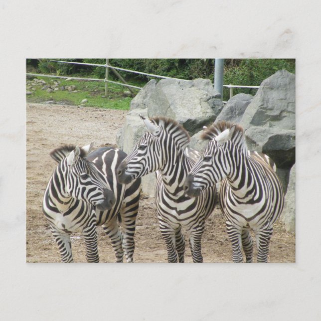 zebra vykort (Framsida)