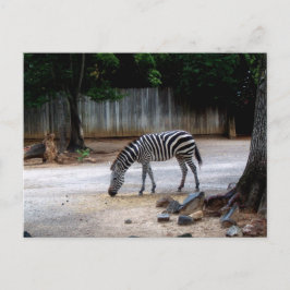 Zebra Vykort