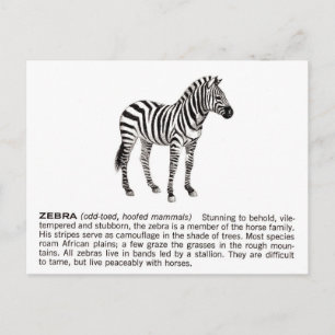 zebra vykort
