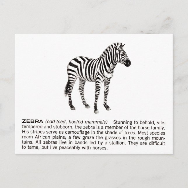 zebra vykort (Framsida)