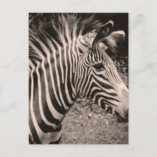 Zebra Vykort
