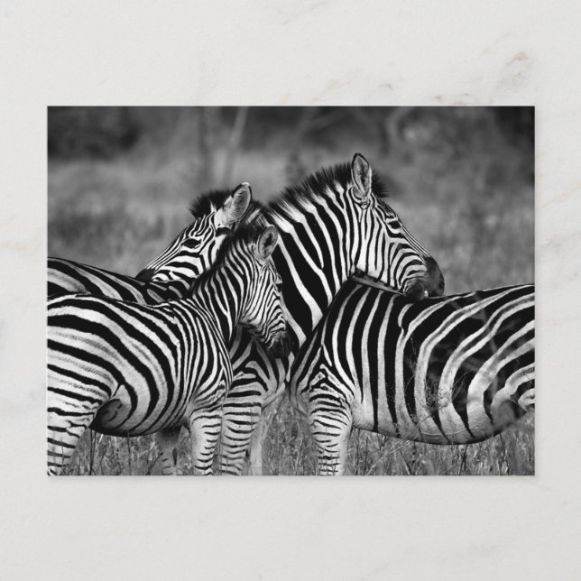 Zebra Vykort (Framsida)