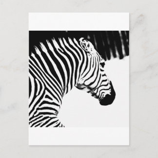 Zebra Vykort