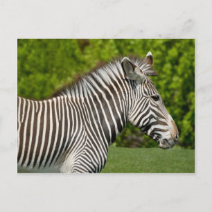 Zebra Vykort