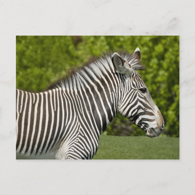 Zebra Vykort (Framsida)