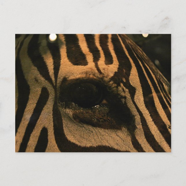 Zebra Vykort (Framsida)