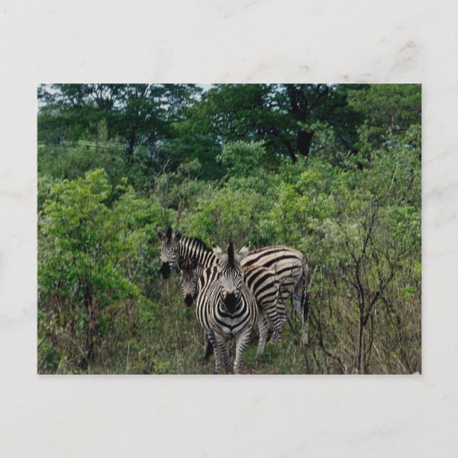 zebra vykort (Framsida)