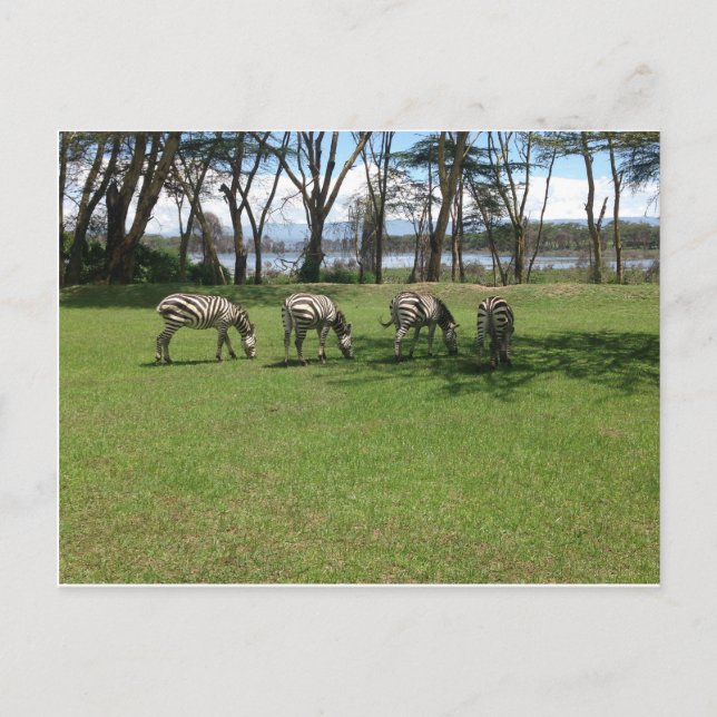 Zebra Vykort (Framsida)