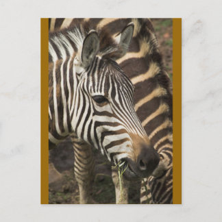 Zebra Vykort