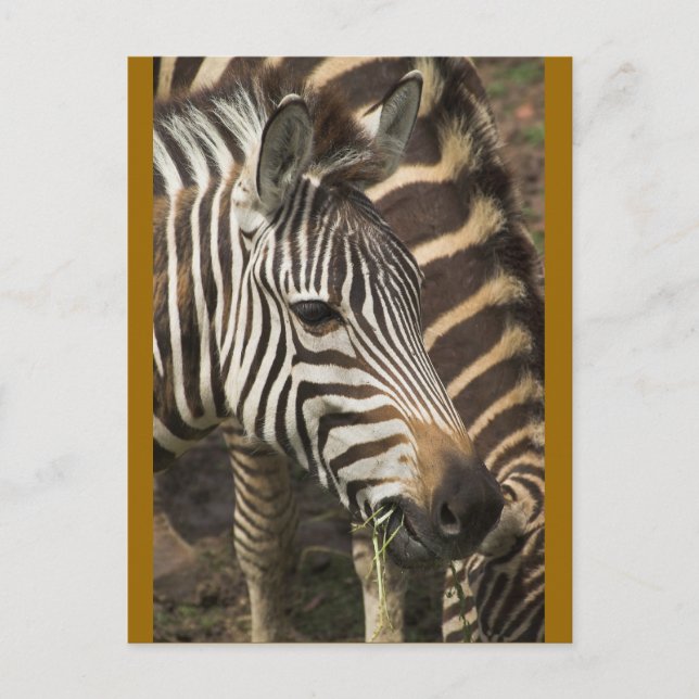 Zebra Vykort (Framsida)