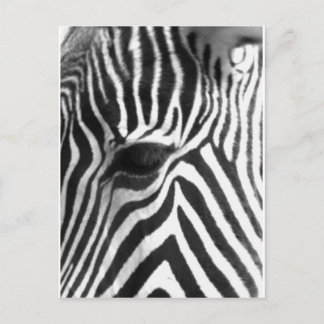 Zebra Vykort