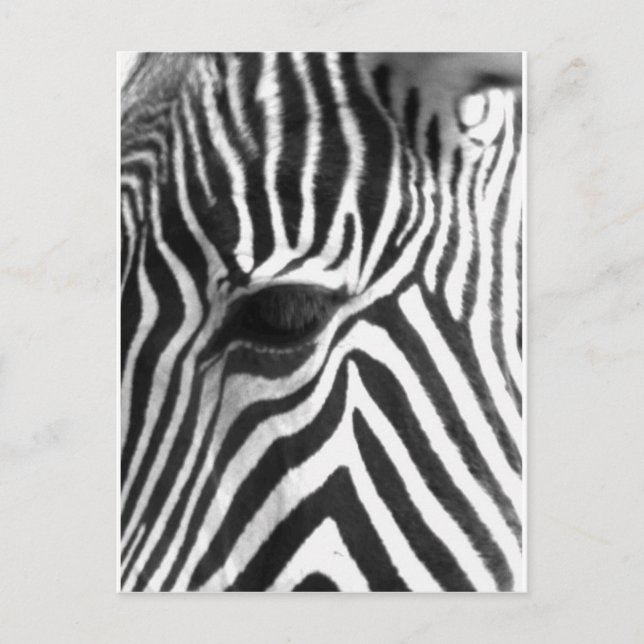 Zebra Vykort (Framsida)