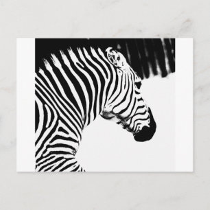 Zebra Vykort