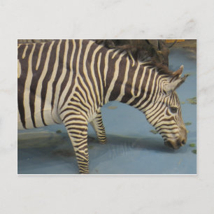 Zebra Vykort