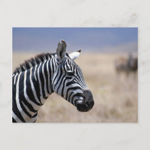 Zebra Vykort