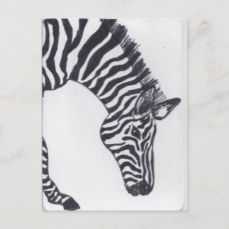 Zebra Vykort