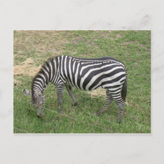 Zebra Vykort