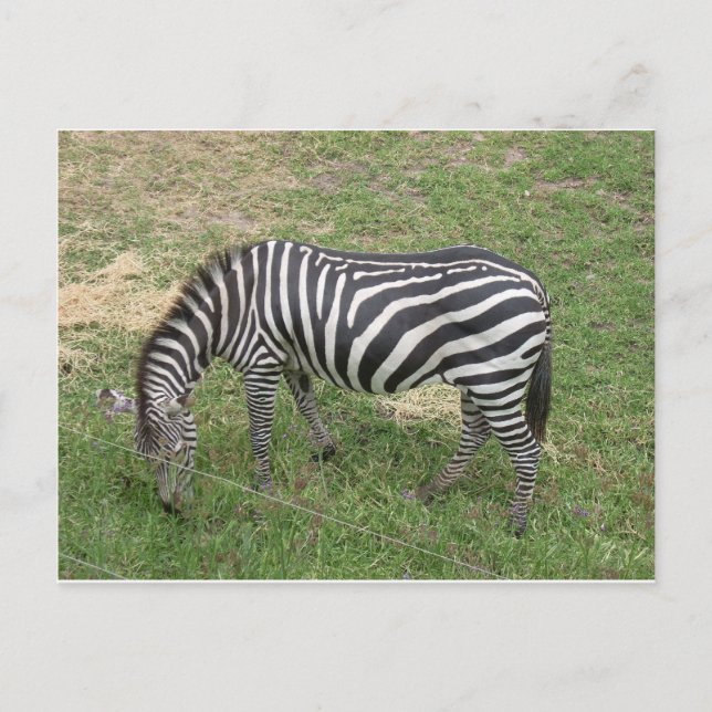 Zebra Vykort (Framsida)