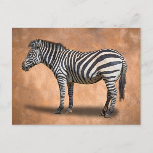 ZEBRA VYKORT