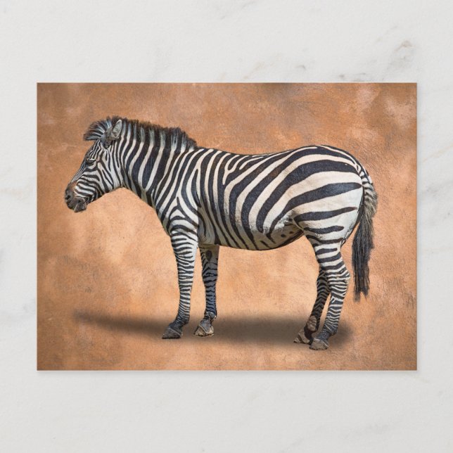 ZEBRA VYKORT (Framsida)