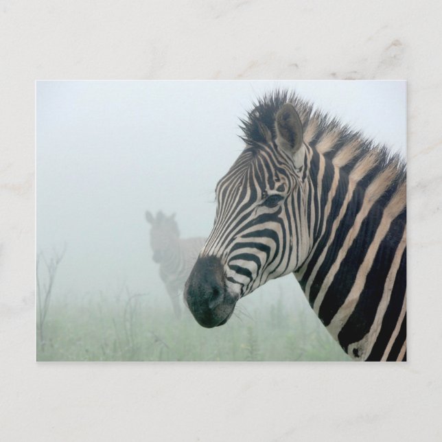 Zebra Vykort (Framsida)