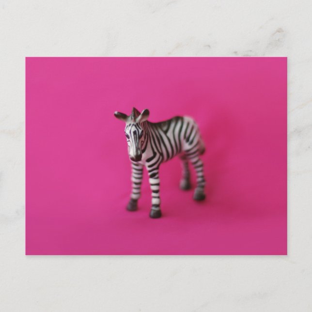 ZEBRA-vykort Vykort (Framsida)