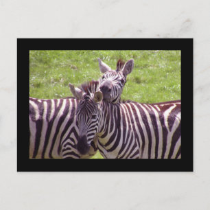 Zebra-vykort Vykort