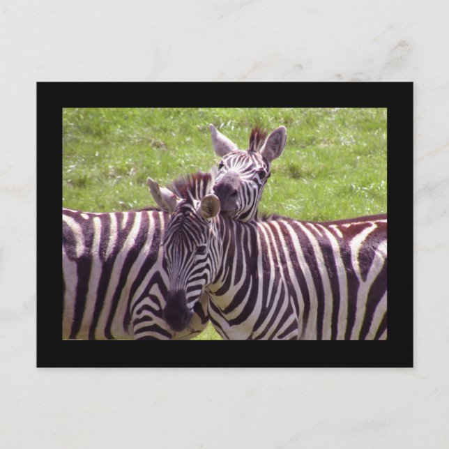 Zebra-vykort Vykort (Framsida)