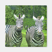 Zebra Zen: Vildlivets skönhet i Rörelse