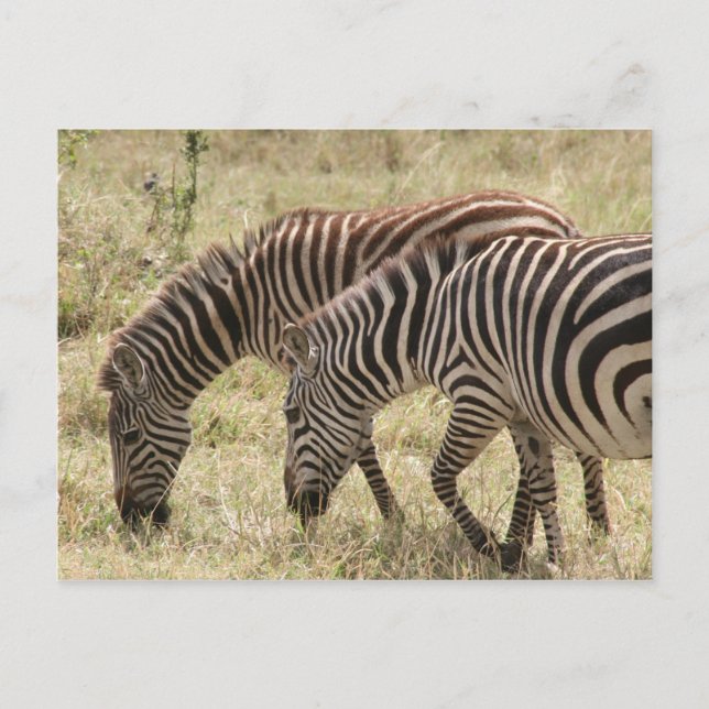 zebrabetande vykort (Framsida)