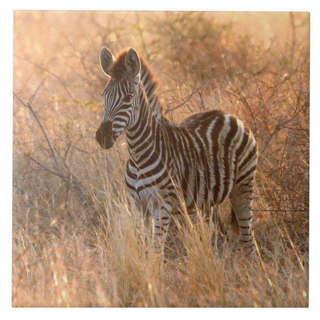 Zebrafol i morgonljus kakelplatta (Framsidan)