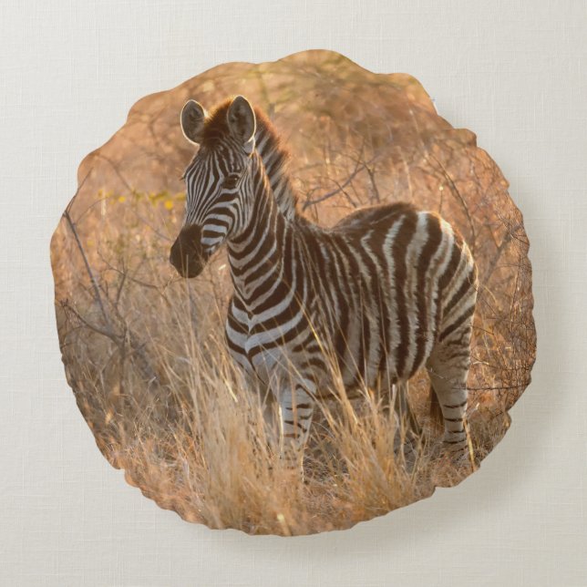 Zebrafol i morgonljus rund kudde (Baksidan)