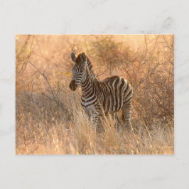 Zebrafol i morgonljus vykort