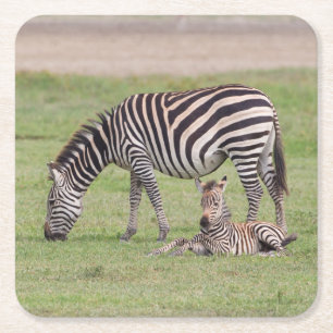 Zebrahona med nyfödd zebraunge underlägg papper kvadrat