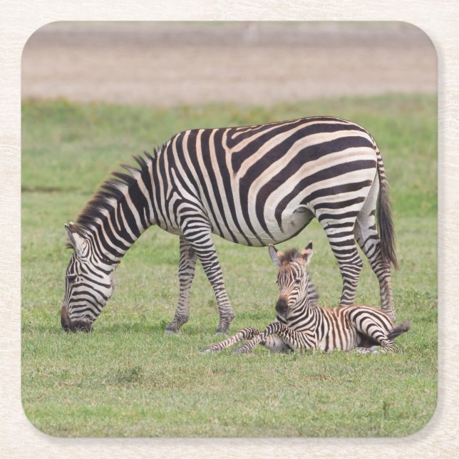 Zebrahona med nyfödd zebraunge underlägg papper kvadrat (Framsidan)