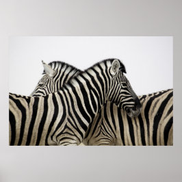 Zebras head to tail poster