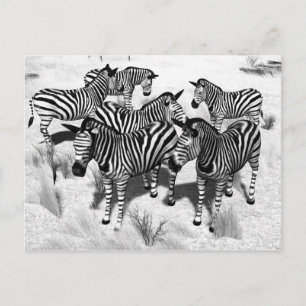 Zebras in Black and White Vykort