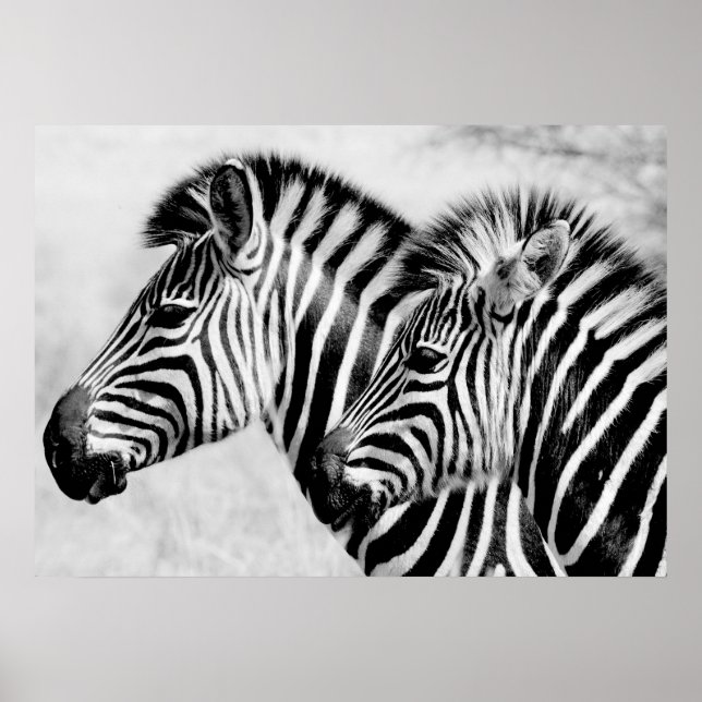 Zebröder Animals Wildlife Black and White Poster (Framsidan)
