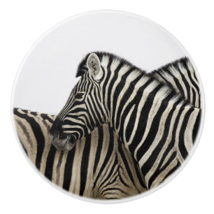 Zebröder direkt till svan knopp