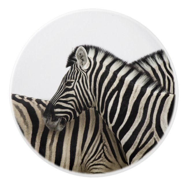 Zebröder direkt till svan knopp (Framsidan)