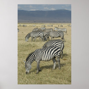 Zebröder i Tanzania Poster