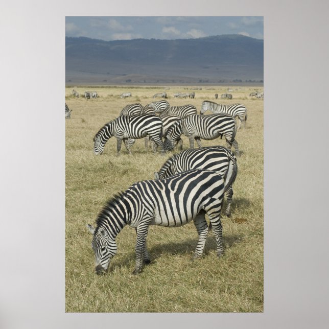Zebröder i Tanzania Poster (Framsidan)