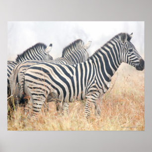 Zebröder i tidigt morgondamm, Kruger National 2 Poster