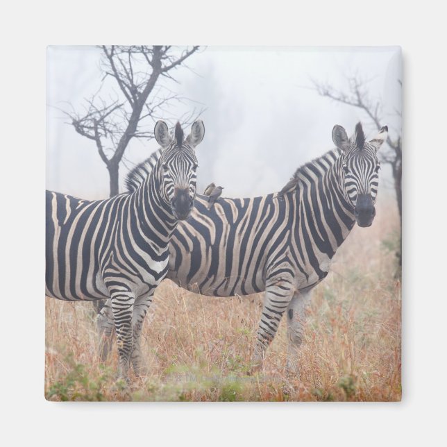Zebröder i tidigt morgondamm, Kruger National Magnet (Framsidan)