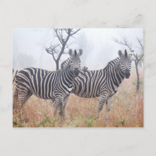 Zebröder i tidigt morgondamm, Kruger National Vykort